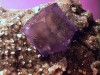 fluorite.jpg