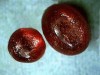 sunstones320.jpg